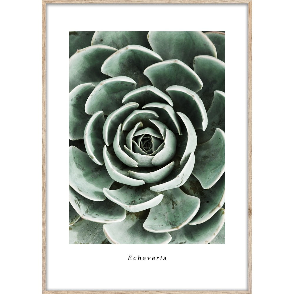 Kép 50x70 cm Echeveria – Styler